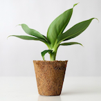 PlantMaster2013's Avatar'