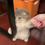 BallBiter's Avatar'