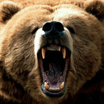 HonneyBear-'s Avatar'