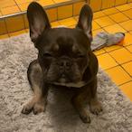DogCatLover's Avatar'