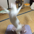 Dinokkan's Avatar'