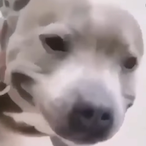 TheBerryMan1's Avatar'