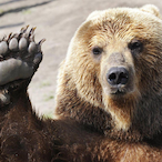Burnin_Bear's Avatar'