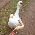SM0KEAW00D_2p3L's Avatar'