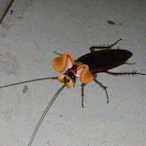 Zonnicmint's Avatar'