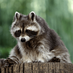Im2Good4You4774's Avatar'