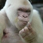 Grulira's Avatar'