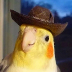 PoucasBalaS's Avatar'