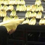 Ducky0nDatQuack's Avatar'