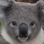 Sirkoala6996's Avatar'