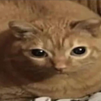 Bizarre1ng0's Avatar'
