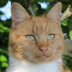 Sn34ky54murai's Avatar'