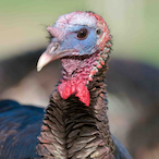 corrupt_turkey's Avatar'