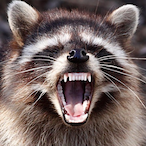 Bam-kelly08's Avatar'