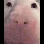 ShroudsLeftNut's Avatar'