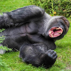 SilverbackMojo's Avatar'