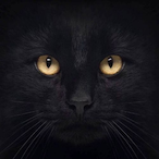 LiuHRM's Avatar'