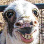 Lebeauu's Avatar'