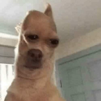 O0ruzsa's Avatar'