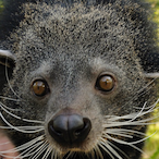 ILikeRambutans's Avatar'