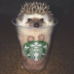 vevery's Avatar'