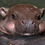 HungryHippo_74's Avatar'
