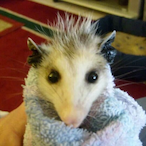 cheezenug's Avatar'