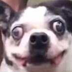 Chaoszocker4343's Avatar'