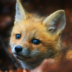 TheLittleFoz's Avatar'