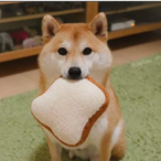 OperatorShibe's Avatar'