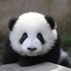 PandaYuanOuO's Avatar'