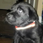 L3GIT BIRD's Avatar'