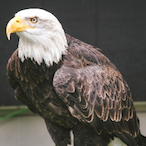 Eagle.Feixas's Avatar'