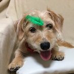 millerbullys's Avatar'