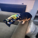 Stanced K11's Avatar'