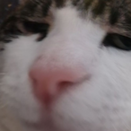 BobanFett.'s Avatar'