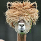 Gilnashh's Avatar'