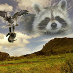 XL.Raccoon's Avatar'