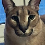 PeeWhenSleep's Avatar'