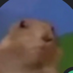 beastmode1105's Avatar'