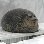 Augaui's Avatar'