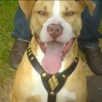 iMercuryBlast's Avatar'