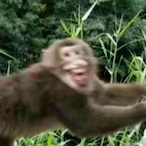 lajichilatiao's Avatar'