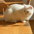 AngryStraw3ear's Avatar'