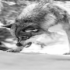 PK.wolf's Avatar'