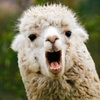 Lama_Herkules's Avatar'