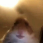 MrDiamondDuck's Avatar'