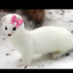 myelo now tt's Avatar'