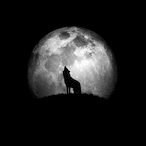 wolf567black's Avatar'