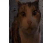 PushyPolecat385's Avatar'